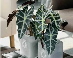 Plantas Raras, Escritórios e Home Office Inspire-se