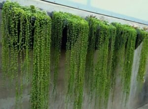 Arranjos verticais com Plantas Raras, uma obra de arte