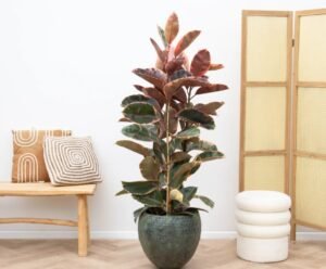 Plantas Raras, Escritórios e Home Office Inspire-se