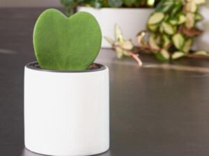 Plantas Raras, Escritórios e Home Office Inspire-se