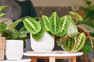 Plantas Raras, Escritórios e Home Office Inspire-se