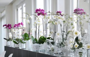 Fertilização de Orquídeas Exóticas em Apartamentos Pequenos