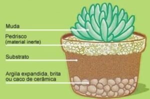 Drenagem Perfeita: Como Evitar o Acúmulo de Água nos Vasos de Plantas Exóticas