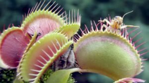 Plantas Carnívoras Raras como usar Substratos Especiais