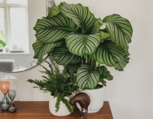 Plantas Raras, Escritórios e Home Office Inspire-se