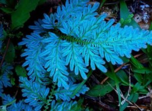 Arranjos verticais com Plantas Raras, uma obra de arte