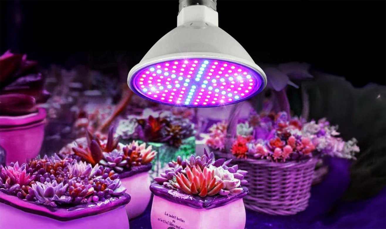 Lâmpadas LED para Suculentas Raras em Clima Quente