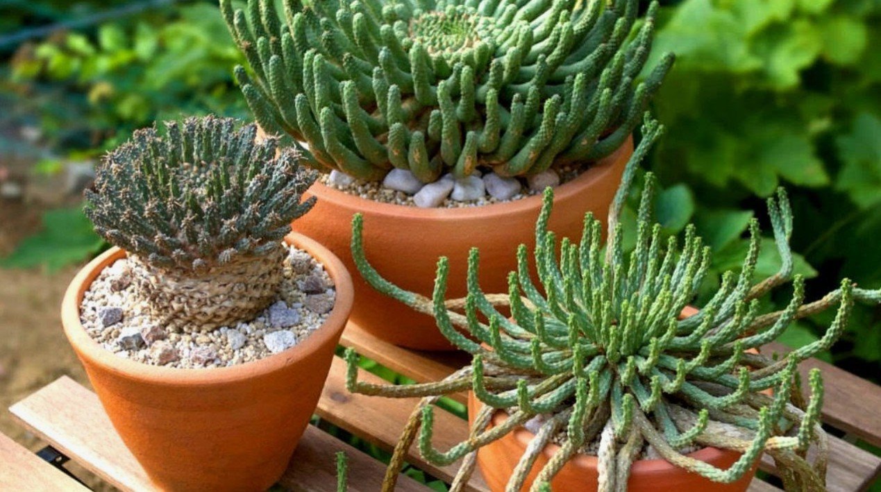 Drenagem Perfeita: Como Evitar o Acúmulo de Água nos Vasos de Plantas Exóticas