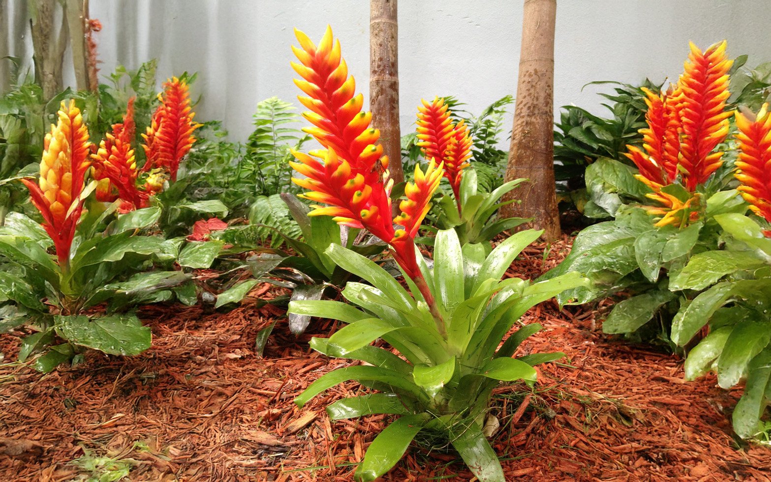 Bromélias Raras a Temperatura na Sobrevivência em Clima Seco