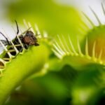 Plantas Carnívoras Raras como usar Substratos Especiais