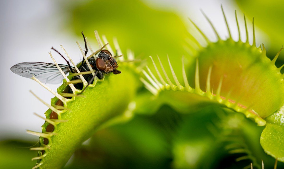 Plantas Carnívoras Raras como usar Substratos Especiais