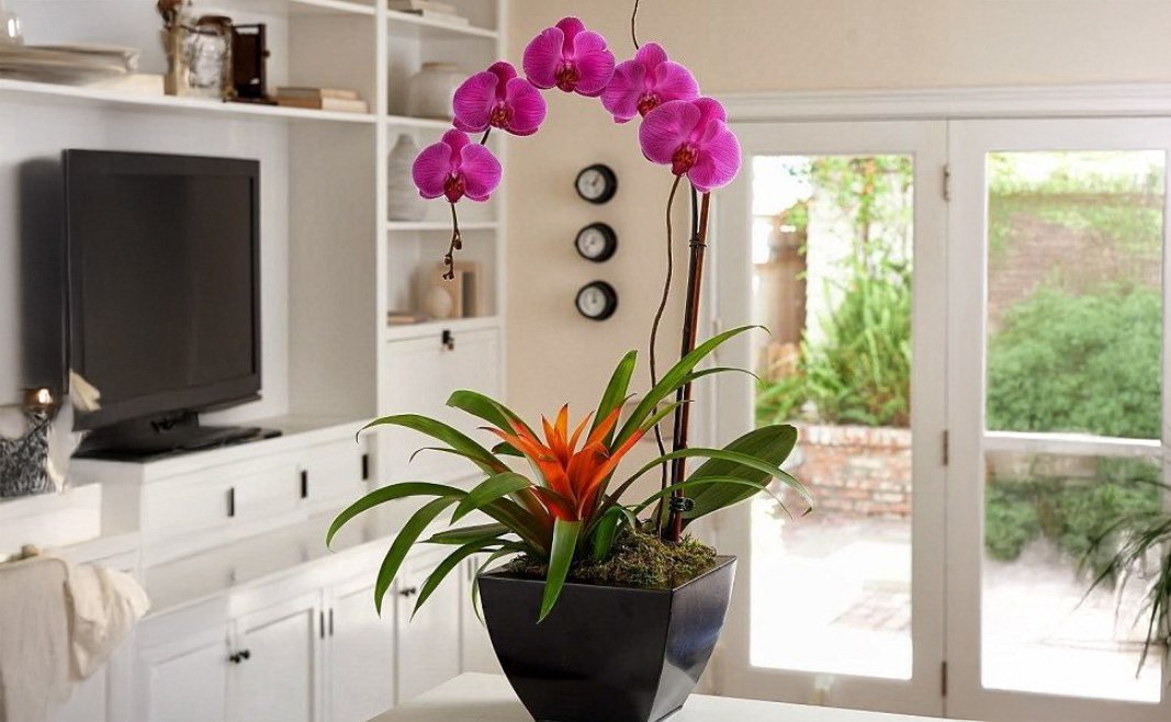 Fertilização de Orquídeas Exóticas em Apartamentos Pequenos