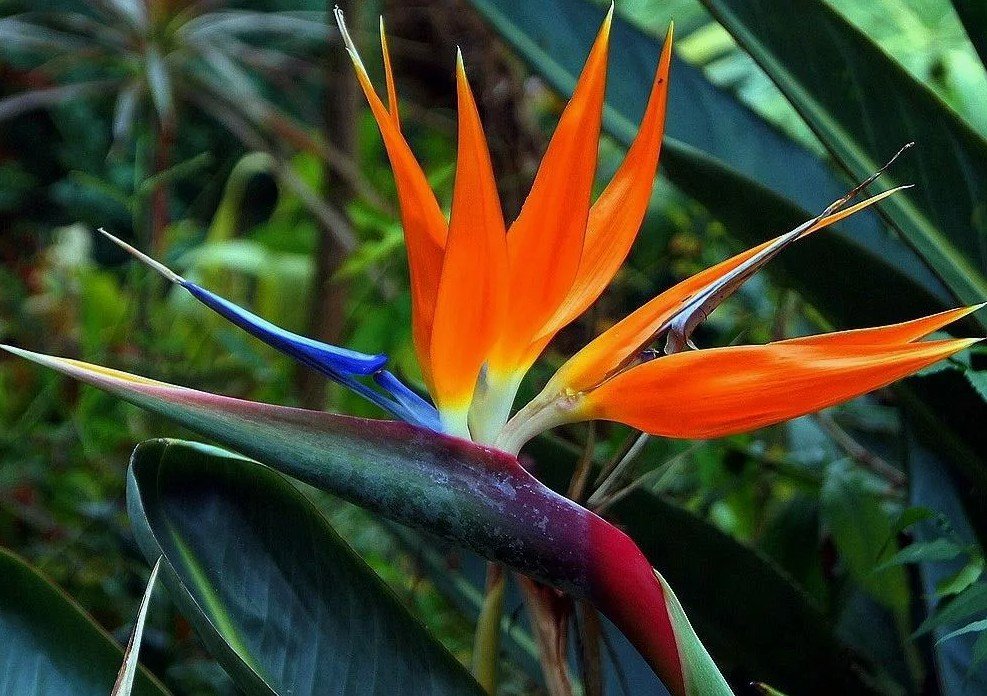 Plantas Tropicais ventilação de ​​em Ambientes Fechados