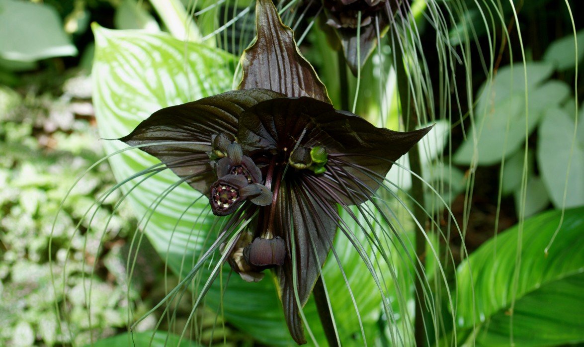 Decorar Ambientes com Plantas Raras Resistentes à Umidade