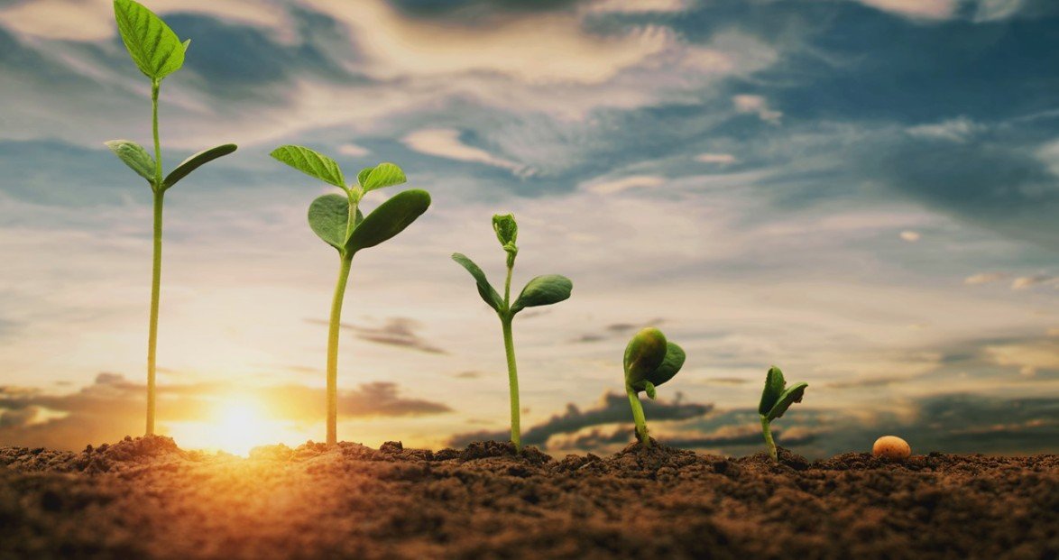 Time-Lapse de Plantas Raras em Crescimento Como Criar