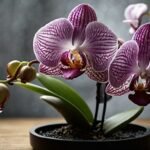 Fotografar plantas Raras com Iluminação Natural