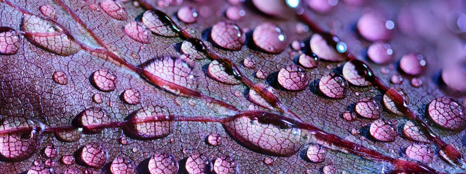 Fotografar Plantas Raras em Macrofotografia, Texturas Únicas