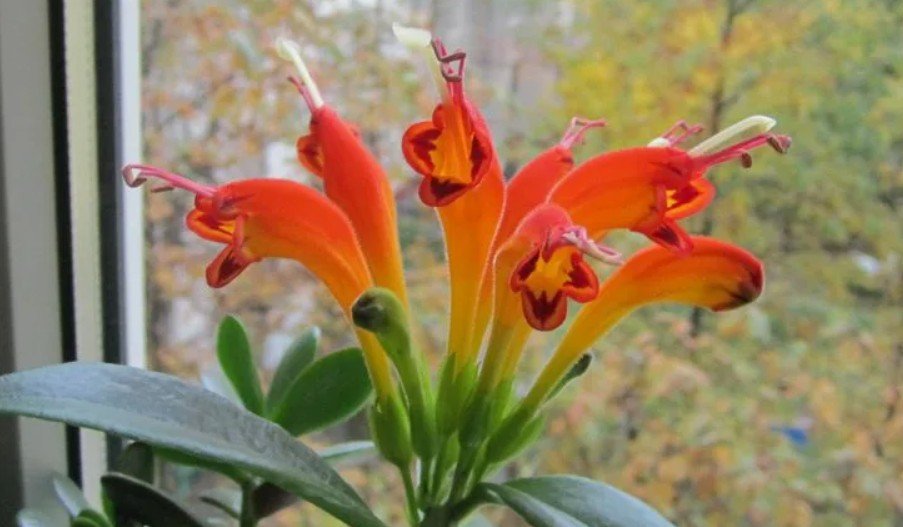 Plantas Raras e combinação de cores no seu Ambiente