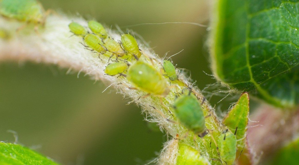 Pragas em Plantas Raras, as Soluções Naturais e Ecológicas